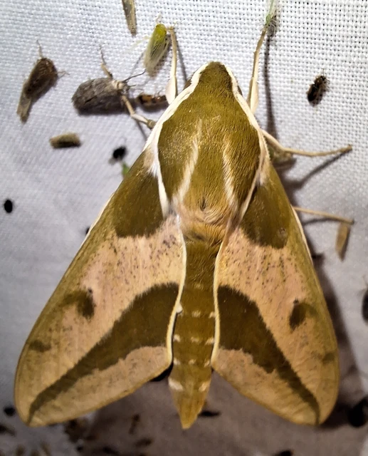 Hyles euphorbiae - kutyatejszender