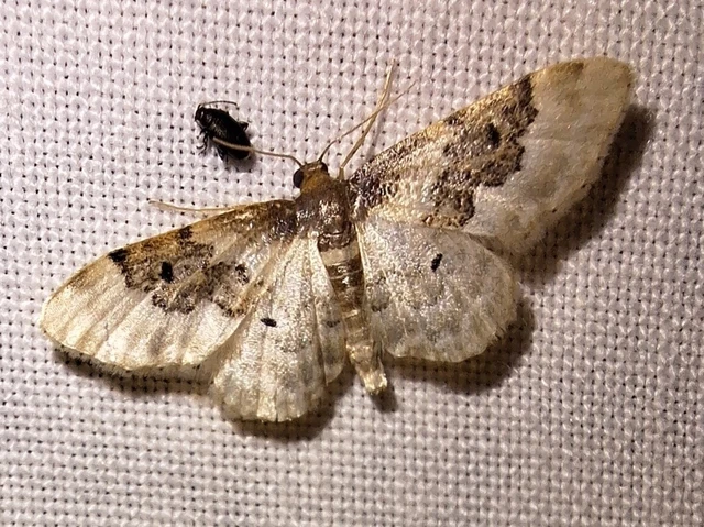 Idaea rusticata - tarka apróaraszoló