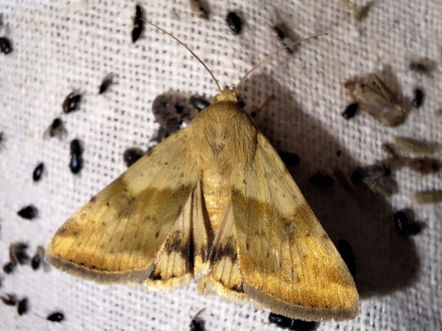 Heliothis adaucta - somkóróbagoly