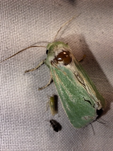 Calamia immaculata - zöld sztyepbagoly