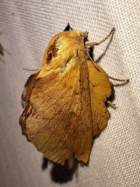 Phyllodesma tremulifolia - nyárlevélpohók