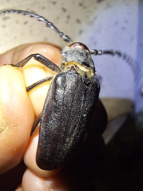 Prionus coriarius - csőszcincér
