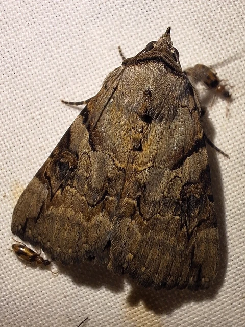 Catocala hymenaea - kökény-övesbagoly