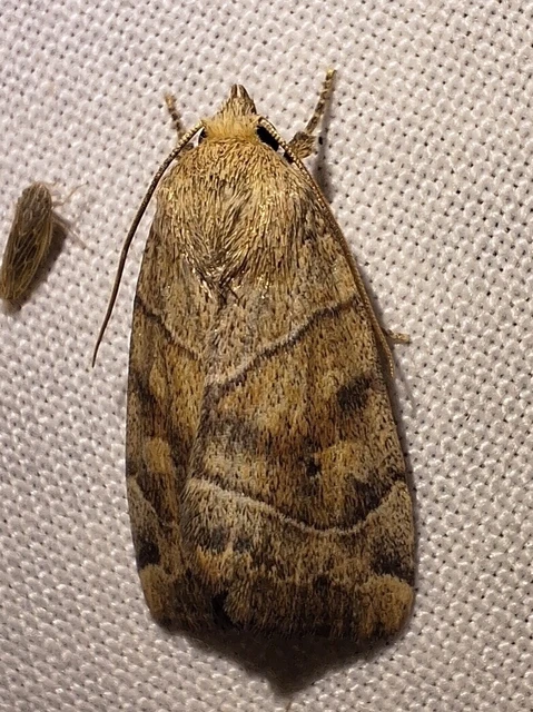 Cosmia trapezina - közönséges lombbagoly