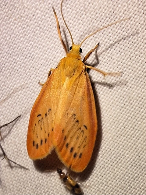 Miltochrista miniata - piros medvelepke