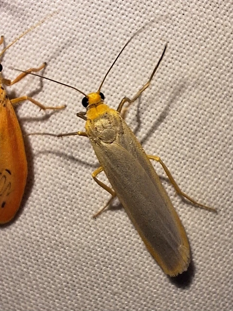 Eilema complana - közönséges zuzmószövő