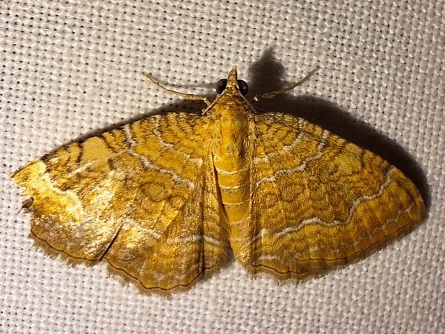 Camptogramma bilineata - kétvonalas sávosaraszoló