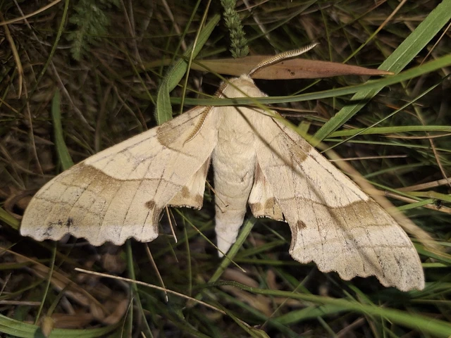 Marumba quercus - tölgyfaszender