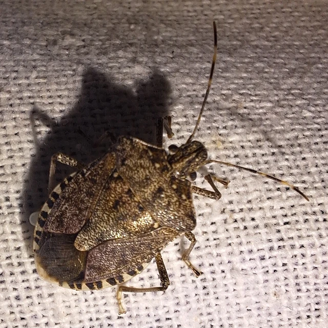 Halyomorpha halys - ázsiai márványospoloska Halyomorpha halys - ázsiai márványospoloska