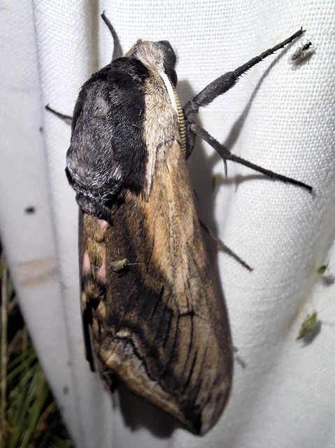 Sphinx ligustri - fagyalszender