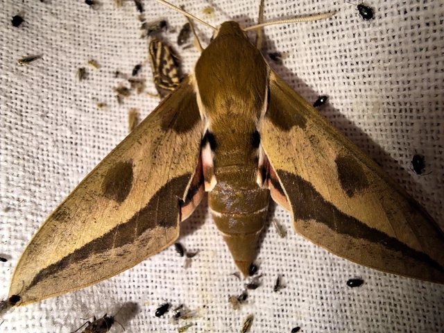 Hyles euphorbiae - kutyatejszender
