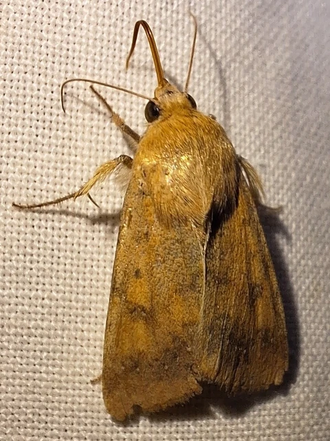 Helicoverpa armigera - kukorica-veteménybagoly