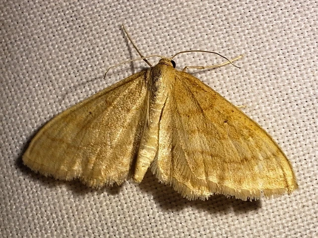 Idaea rufaria - vörhenyes sávosaraszoló