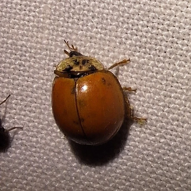 Harmonia axyridis - harlekinkatica