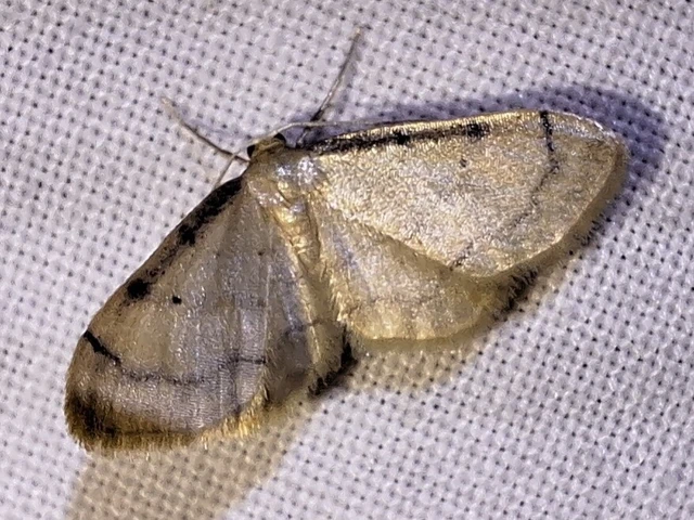 Idaea politaria - vonalas apróaraszoló
