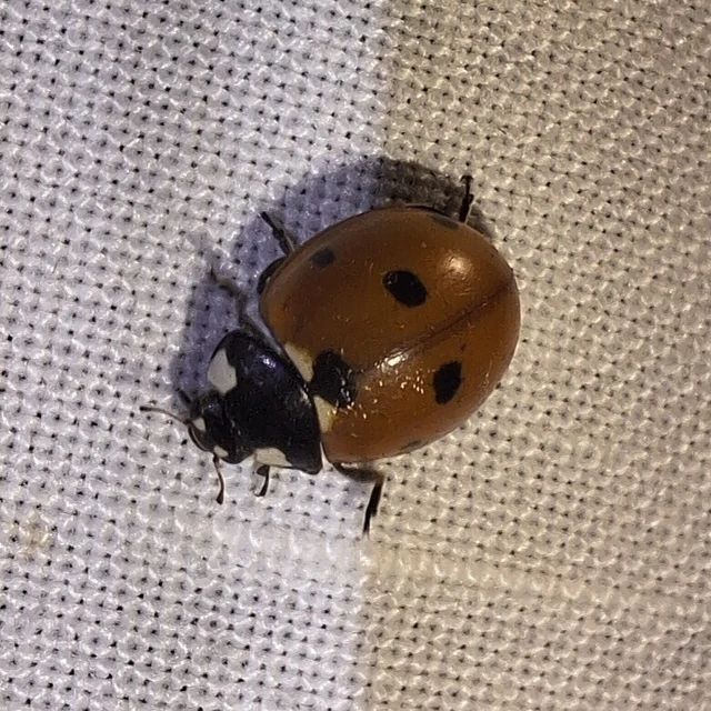 Coccinella septempunctata - hétpettyes katica