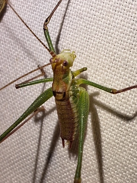 Orthoptera - Egyenesszárnyúak