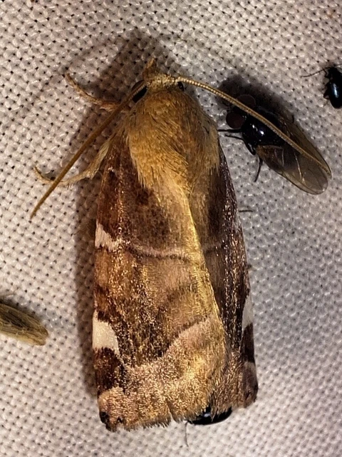 Cosmia diffinis - szilfa-lombbagoly