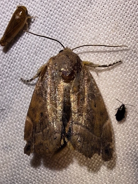 Cosmia affinis - barna lombbagoly