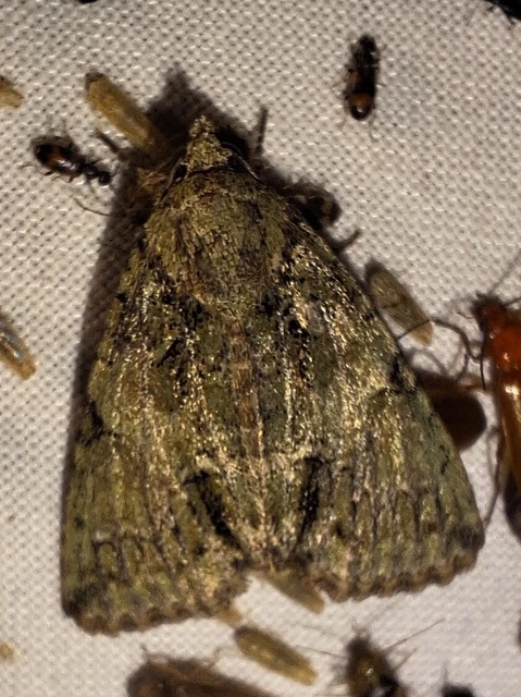 Polyphaenis sericata - selyemfényű erdeibagoly