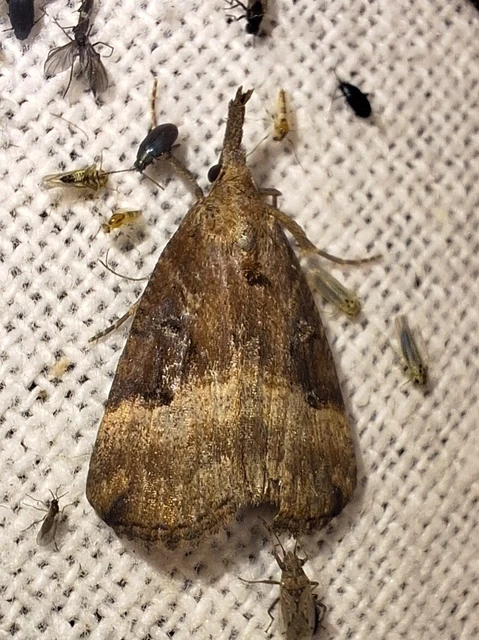 Hypena rostralis - közönséges karcsúbagoly