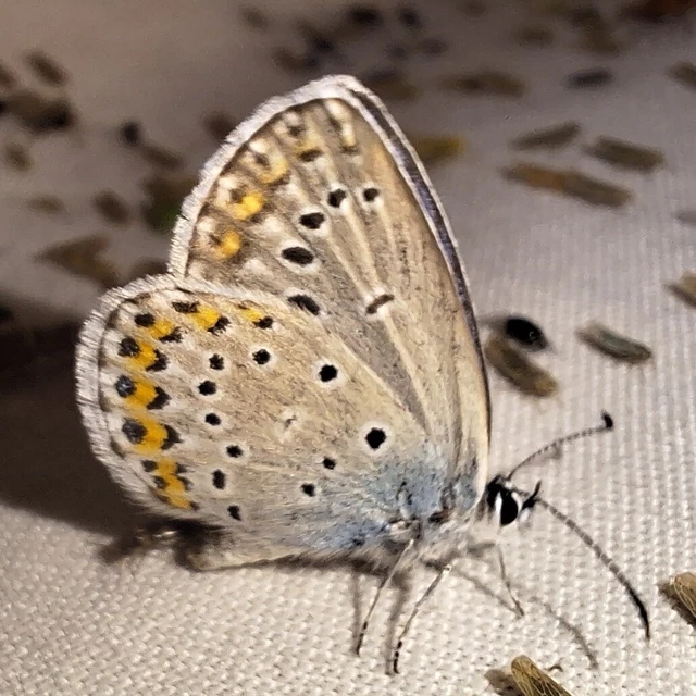 Plebejus argyrognomon - tintakék boglárka