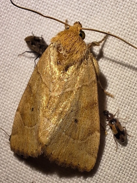 Cosmia trapezina - közönséges lombbagoly