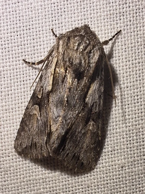 Chloantha hyperici - orbáncfű-sugarasbagoly