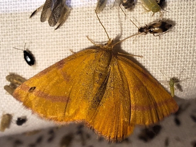 Lythria purpuraria - bíborsávos araszoló