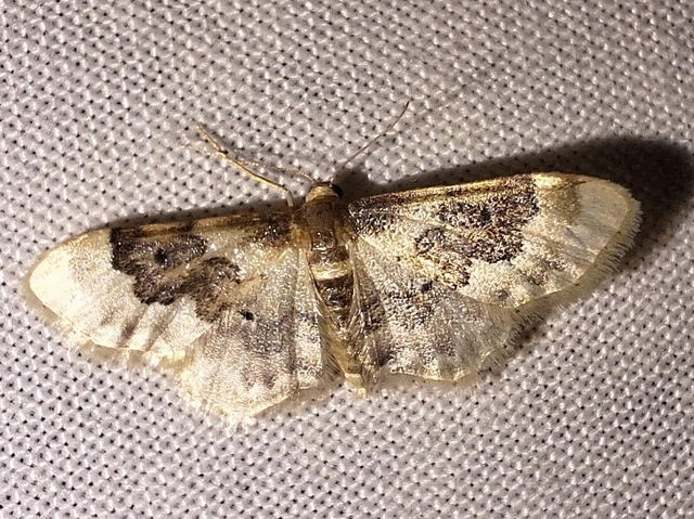 Idaea rusticata - tarka apróaraszoló