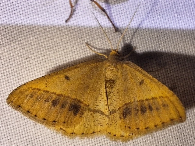 Tephrina arenacearia - lucerna-araszoló
