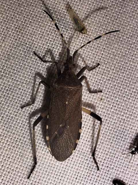 Dicranocephalus