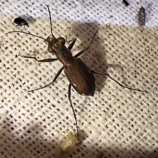Cylindera germanica - parlagi homokfutrinka