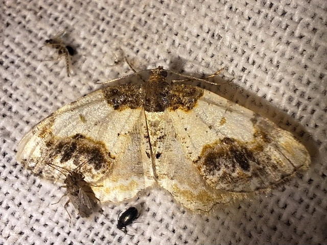 Ligdia adustata - barna levélaraszoló