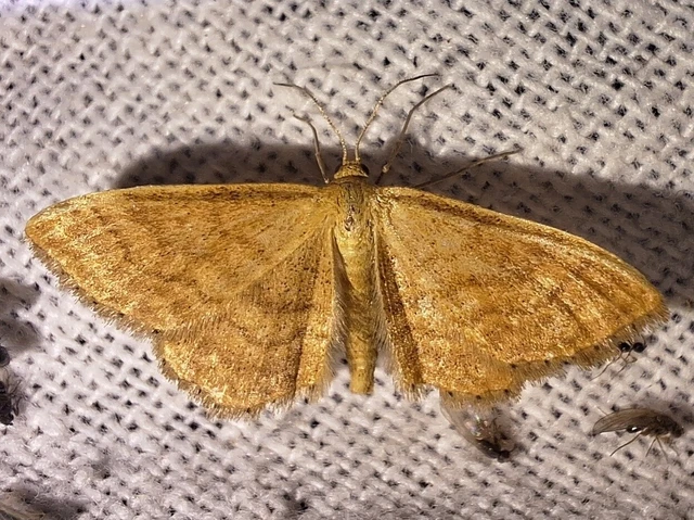 Idaea ochrata - okkerszínű sávosaraszoló
