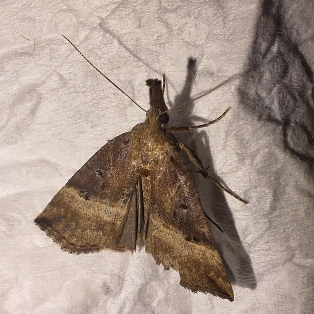 Hypena rostralis - közönséges karcsúbagoly