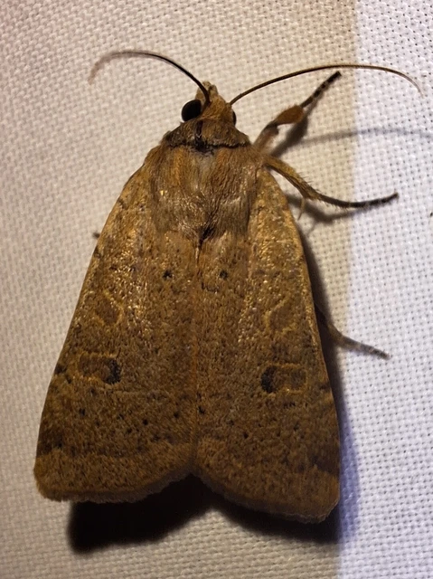 Noctua comes - kis sárgafűbagoly