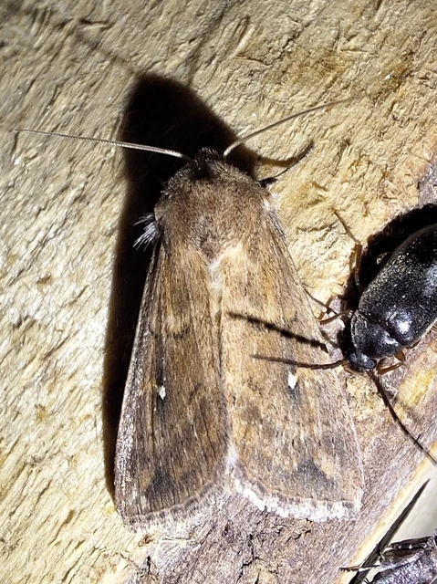 Mythimna albipuncta - fehérpettyes rétibagoly