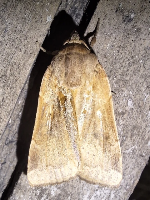 Noctua comes - kis sárgafűbagoly