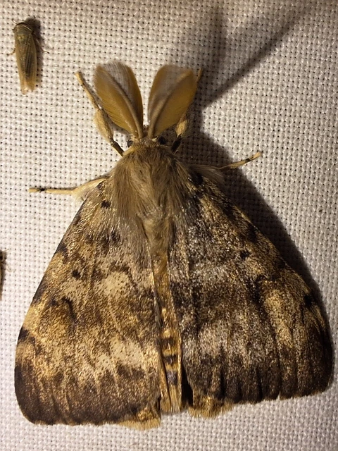 Lymantria dispar - gyapjaslepke