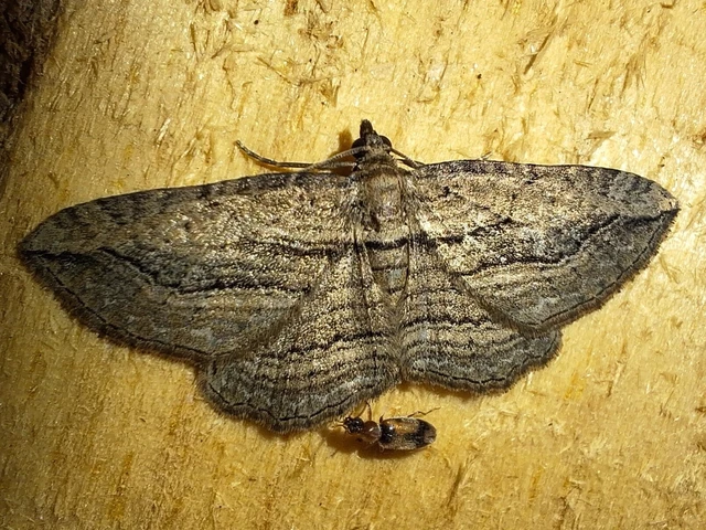 Horisme corticata - barna iszalagaraszoló
