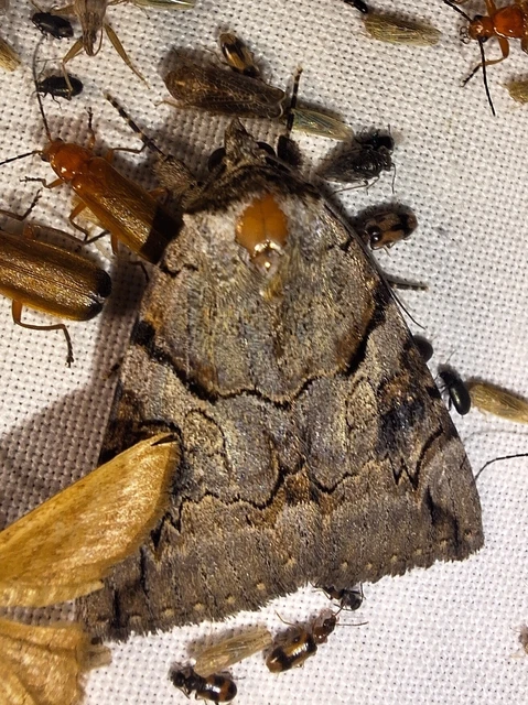 Catocala hymenaea - kökény-övesbagoly