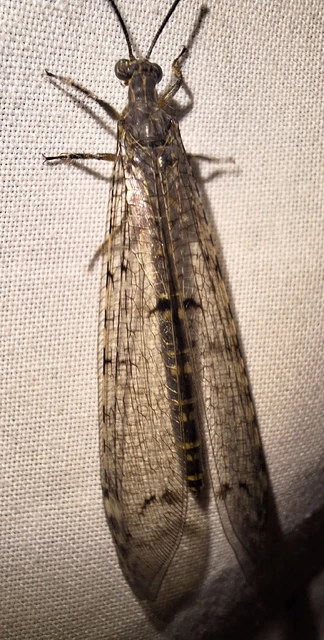 Distoleon tetragrammicus - négyfoltos hangyaleső