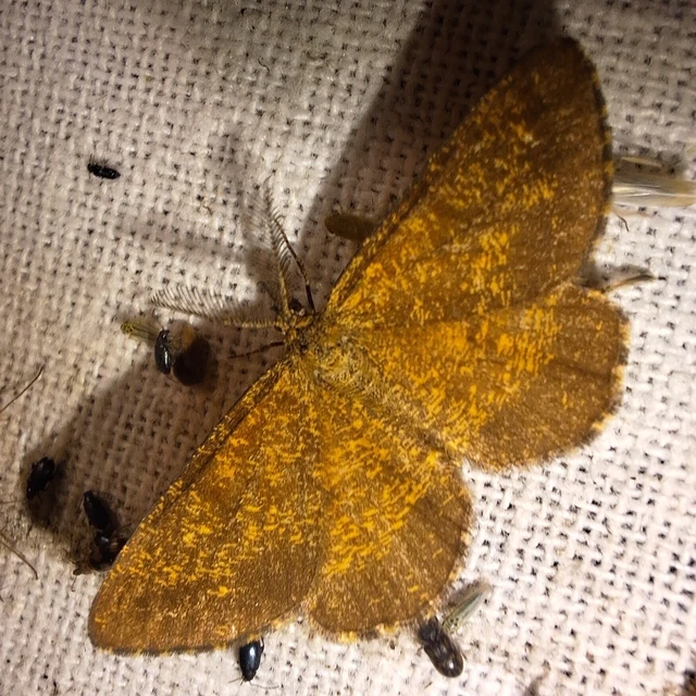 Ematurga atomaria - barna rétiaraszoló