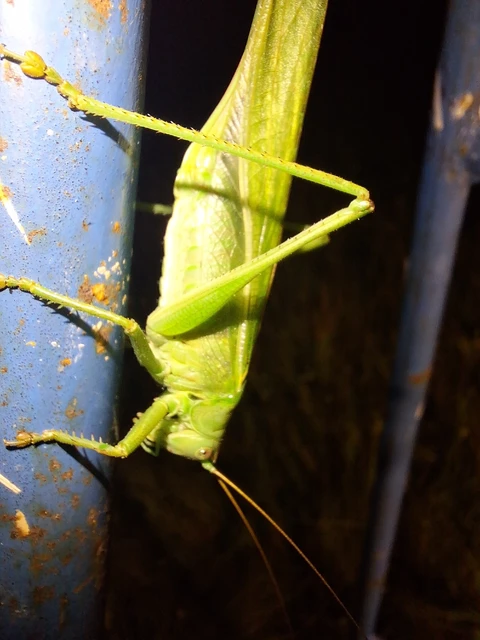 Orthoptera - Egyenesszárnyúak