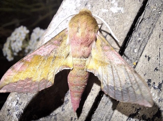 Deilephila porcellus - piros szender