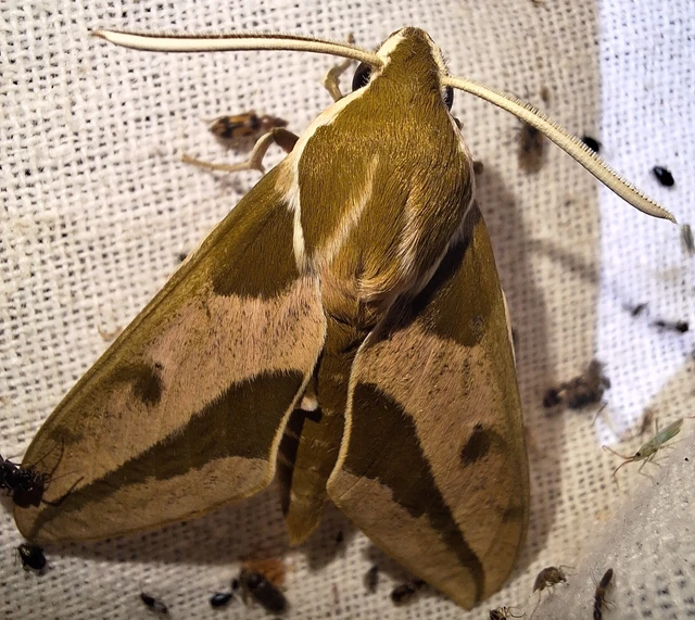 Hyles euphorbiae - kutyatejszender