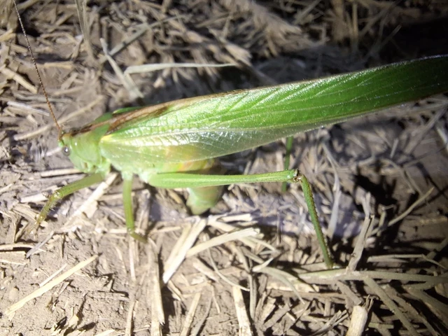 Orthoptera - Egyenesszárnyúak