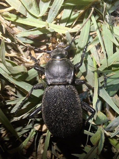 Carabus coriaceus - bőrfutrinka Carabus coriaceus - bőrfutrinka