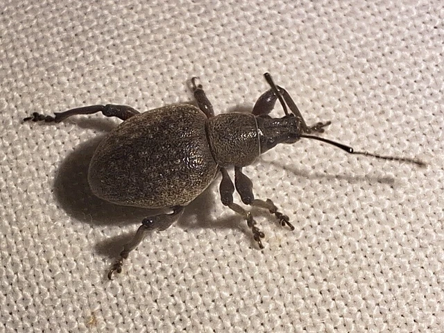 Dodecastichus